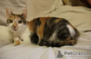 Photo №3. A wonderful young cat Vanilla is looking for a home and a loving family!. Belarus