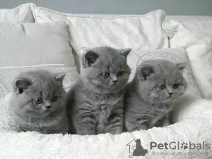 Photo №3. British shorthair kittens. Ukraine