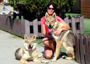 Photo №3. Czechoslovakian wolfdog puppies. Russian Federation