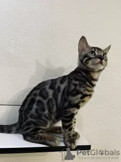 Additional photos: Bengal kitten for sale