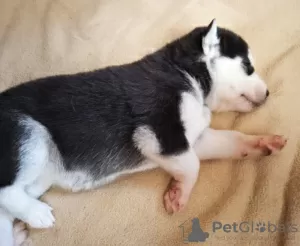 Additional photos: Husky babies