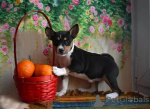 Additional photos: Basenji Champion Bloodlines Pups, FCI Pedigree