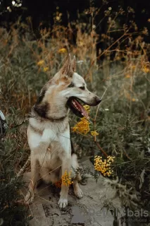 Additional photos: Dog gentleman looking for a house