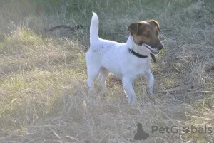 Photo №3. Jack Russell Terrier puppies for sale. Ukraine