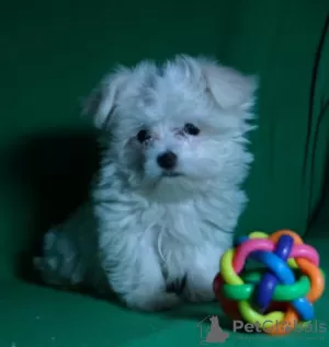 Additional photos: Puppy of the Maltese. Show class.