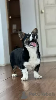 Additional photos: Welsh Corgi Cardigan