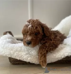 Photo №1. labradoodle - for sale in the city of Fleurus | Is free | Announcement № 105517