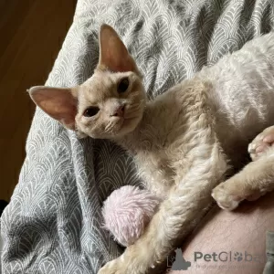 Photo №4. I will sell devon rex in the city of Brodnica. breeder - price - 988$