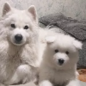 Additional photos: Samoyed Puppies Bear type