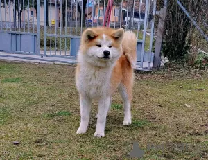 Additional photos: Japanese Akita Inu puppies