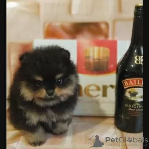 Photo №4. I will sell pomeranian in the city of Vladimir. from nursery - price - negotiated