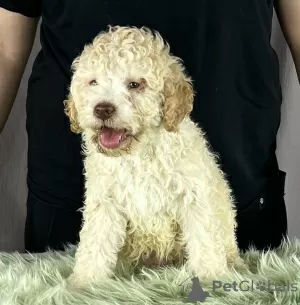 Additional photos: Lagotto Romagnolo BEAUTIFUL puppies