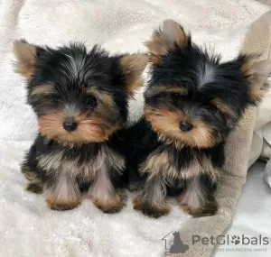 Photo №1. yorkshire terrier - for sale in the city of Vilvoorde | Is free | Announcement № 129084