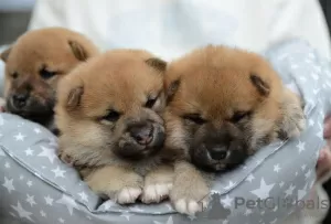 Photo №3. Shiba Inu puppies. Belarus