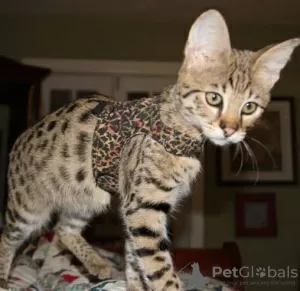 Photo №1. savannah cat - for sale in the city of Florenville | Is free | Announcement № 128965