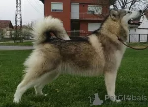 Additional photos: Alaskan Malamute puppies