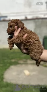 Photo №4. I will sell poodle (toy) in the city of Inđija. breeder - price - negotiated