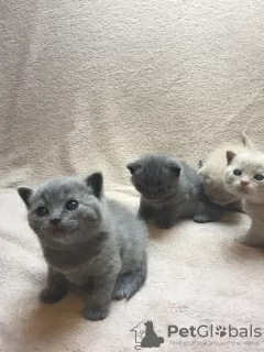 Photo №4. I will sell british shorthair in the city of Bamberg. private announcement, breeder - price - 370$