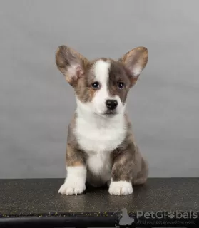 Additional photos: Welsh corgi cardigan puppies