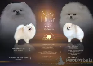 Additional photos: 2 male pomeranian with FCI-LKD