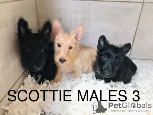 Additional photos: Scottish Terrier Puppies