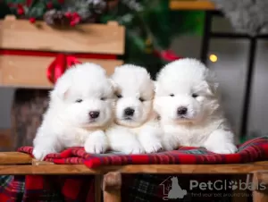 Photo №1. samoyed dog - for sale in the city of Krasnoyarsk | negotiated | Announcement № 10610