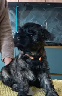 Additional photos: CAIRN TERRIER PUPPPY