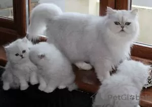 Photo №2 to announcement № 126360 for the sale of persian cat - buy in Germany private announcement