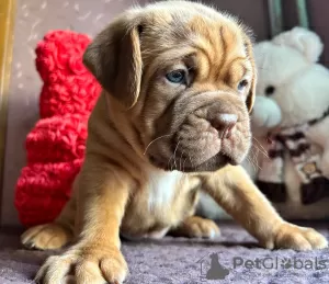 Photo №1. dogue de bordeaux - for sale in the city of Pskov | 521$ | Announcement № 75426