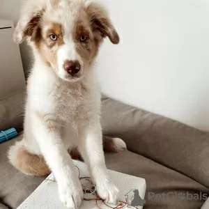 Photo №1. australian shepherd - for sale in the city of Gothenburg | 423$ | Announcement № 88544