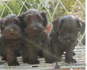 Additional photos: Miniature Schnauzer black and pepper-salt