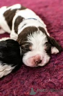 Photo №4. I will sell english springer spaniel in the city of Radomsko. breeder - price - negotiated