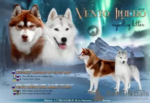 Photo №1. siberian husky - for sale in the city of Москва | 1302$ | Announcement № 123381