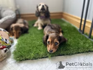 Photo №3. long-haired miniature dachshund. United Kingdom