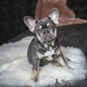 Photo №1. french bulldog - for sale in the city of Minsk | 2500$ | Announcement № 19762