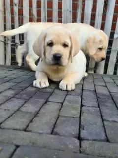 Photo №1. labrador retriever - for sale in the city of Golčův Jeníkov | negotiated | Announcement № 96502