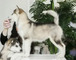 Photo №3. Offered for sale beautiful girl Alaskan Malamute. Russian Federation