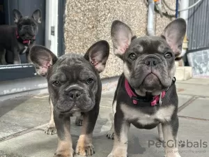 Photo №2 to announcement № 38249 for the sale of french bulldog - buy in Germany private announcement