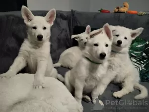 Photo №2 to announcement № 46101 for the sale of berger blanc suisse - buy in Poland private announcement