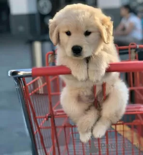 Photo №3. Golden Retriever Welpen zu verkaufen Golden Retriever Welpen zu verkaufen Ich. Germany