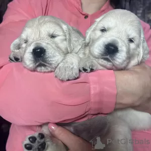 Additional photos: Golden retriever puppies