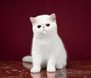 Photo №1. exotic shorthair - for sale in the city of Novosibirsk | negotiated | Announcement № 41775