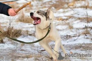 Photo №3. Handsome dog Mans in good hands. Russian Federation