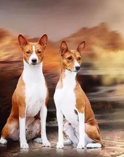 Photo №1. basenji - for sale in the city of Vladivostok | 732$ | Announcement № 1362