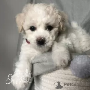 Additional photos: Bichon Frize puppies