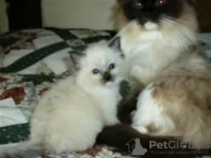 Photo №2 to announcement № 121893 for the sale of ragdoll - buy in Spain private announcement, breeder