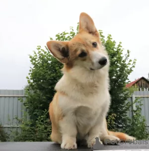 Photo №2 to announcement № 56736 for the sale of welsh corgi - buy in Russian Federation private announcement, from nursery, breeder