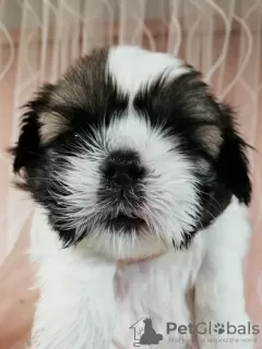 Additional photos: Purebred Shih Tzu puppies.