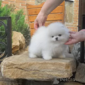 Photo №2 to announcement № 130652 for the sale of pomeranian - buy in Germany private announcement