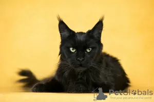 Photo №2 to announcement № 104016 for the sale of maine coon - buy in Russian Federation private announcement